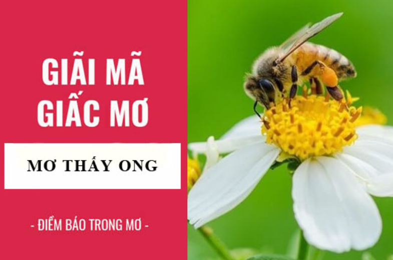 Nam mo thay ong mang diem bao gi?