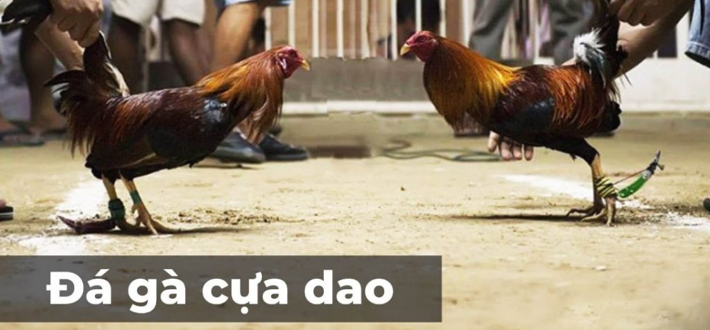 Da ga cua dao la gi?